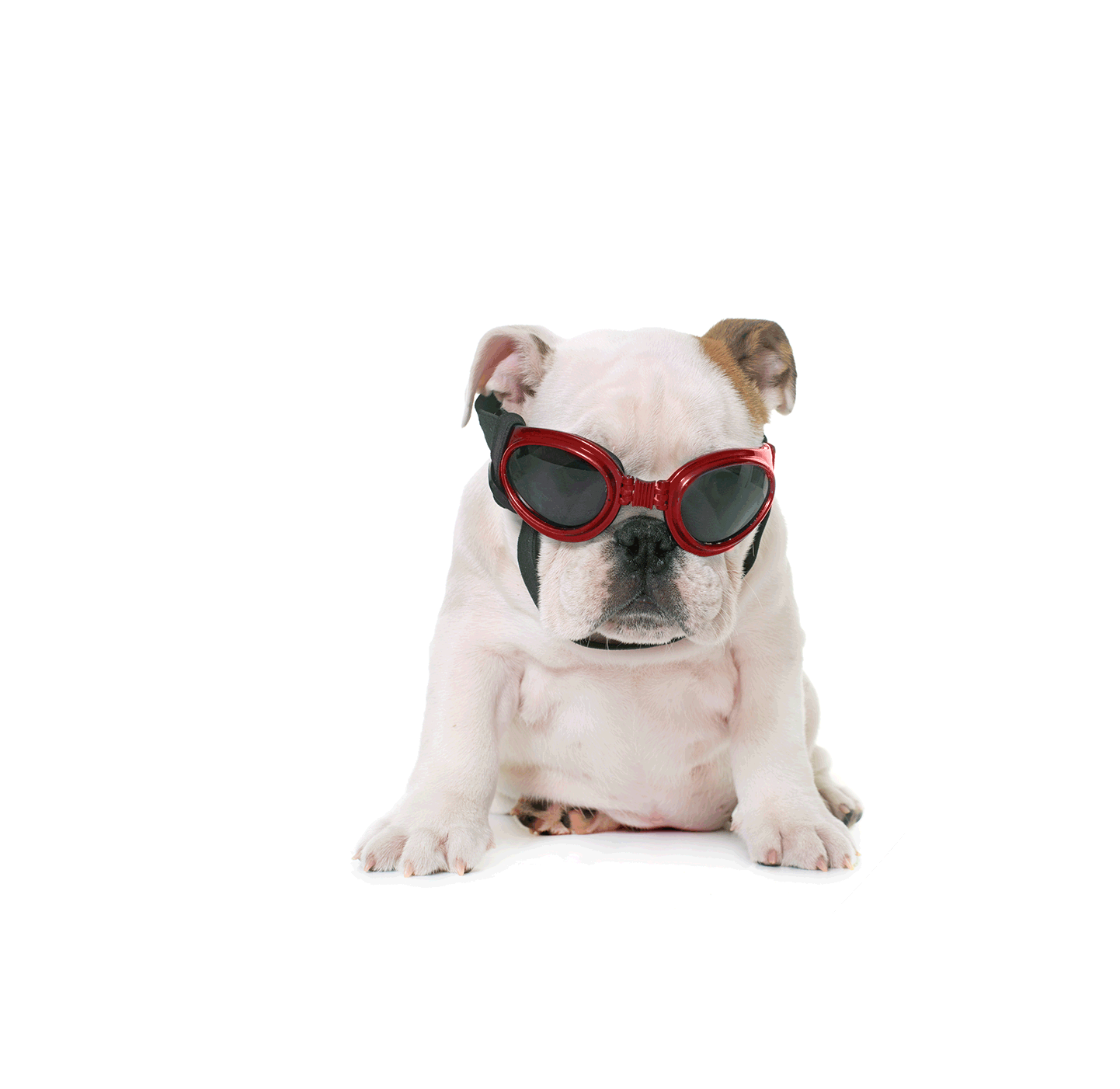 bulldog3a-red